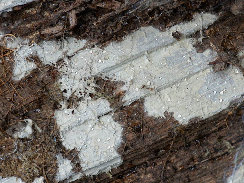 Crustomyces subabruptus